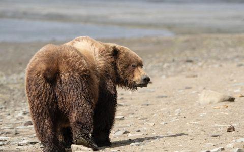 Le reflet d'une femme dans le regard d'un ours